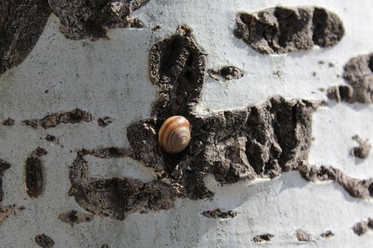 Snail hidden in his shell in the trunk of a tree.