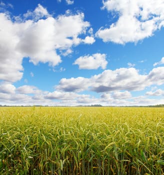 Wheat field under blue sky on sunny day