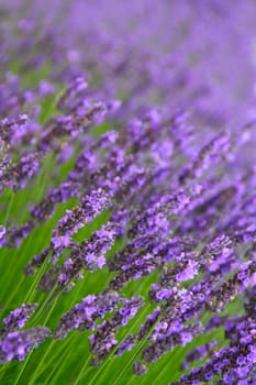 Beautiful Lavender Flowers shrub in garden close up view