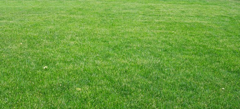 Green grass with plants, nature background. Close-up view