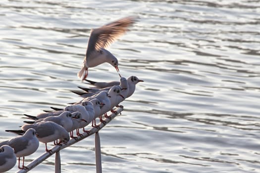 Riverside gulls resting and one descends.