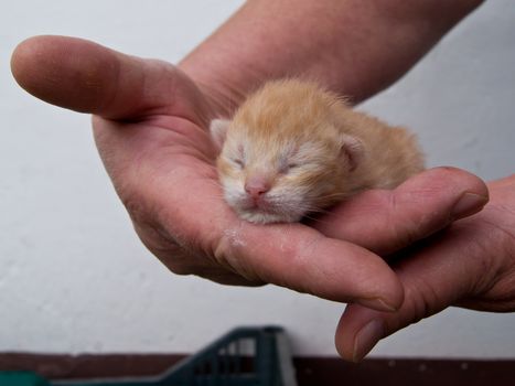 The tiny kitten hand holding the master.