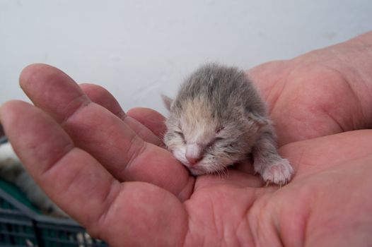 The tiny kitten hand holding the master.