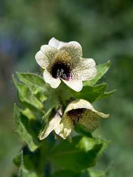 The henbane (Hyoscyamus niger) poisonous wild flower.