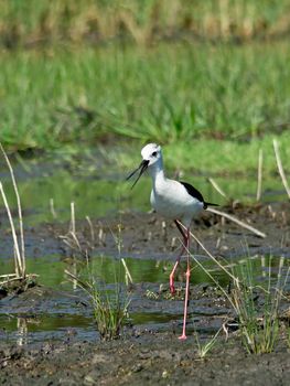 Black-winged Stilt (Himantopus himantopus) in the water.