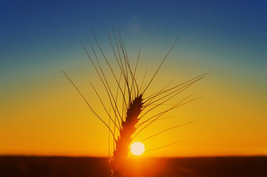 sunset over field and ripe harvest