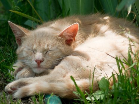 The lazy cat sleeping in the garden.