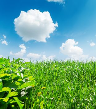 green grass closeup and deep blue sky with white clouds
