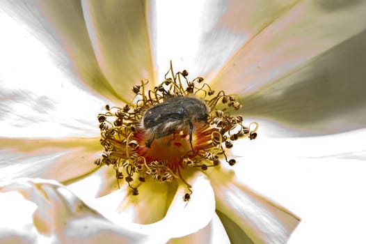 The scarab beetle (Tropinota hirta) opened a rose.