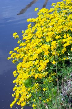 The yellow flowers over the lake in large numbers