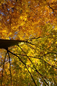 Colorful tree in autumn, Germany