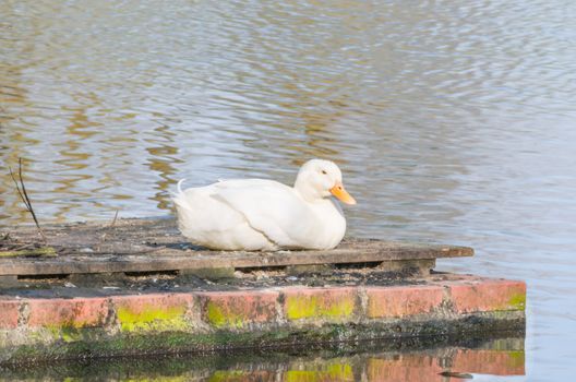 White duck sitting on a wall next to a pond.