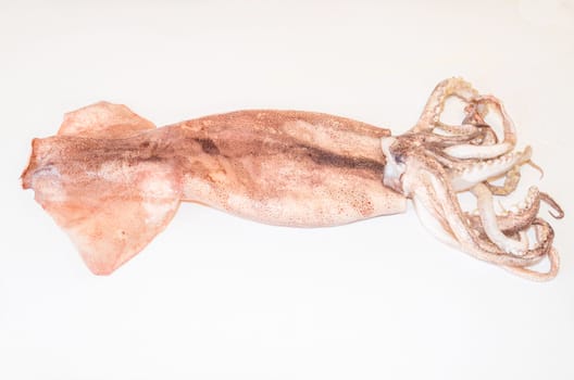 Nice fresh squid isolated on white background