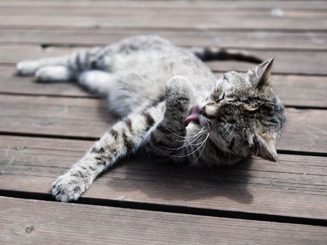 Tabby cat licking itself, whole body, outdoors
