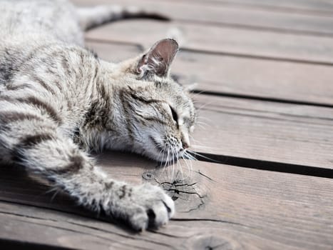Lazy tabby cat lying on a wood, from a side, soft colours