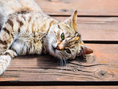 Tabby cat lying on a wood, portrait, bright colours