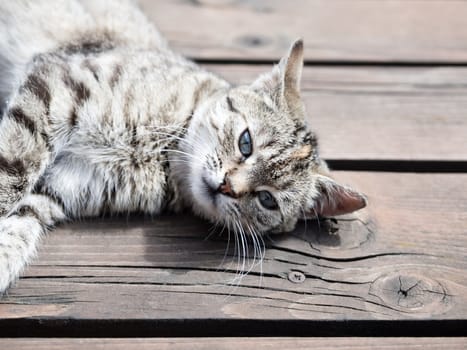 Tabby cat lying on a wood, , soft colours