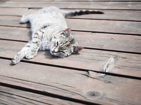 Tabby cat relaxing on a wood, whole body, soft colours