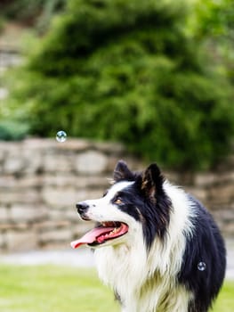 Dog, border collie, watching bubble, outdoors in the garden