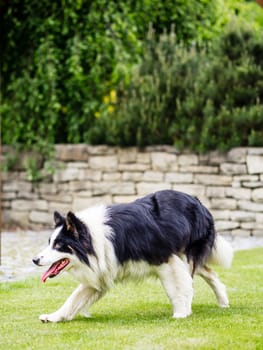 Dog, border collie, walking outdoors in the garden