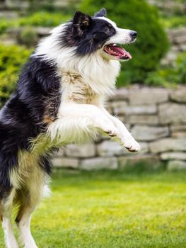 Dog, border collie, jumping and in action, outdoors in the garden