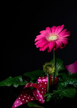 Purple gerbera flower