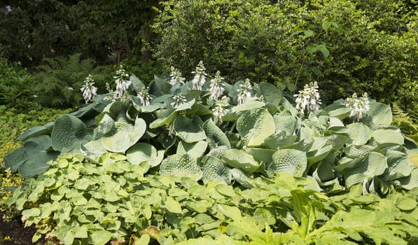 big group of hosta plants with white flowers in garden