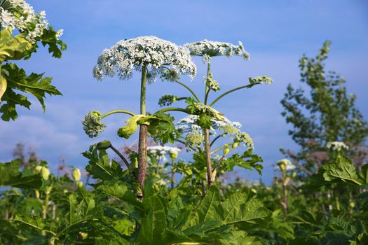 cow parsnip blossoms on blue sky background