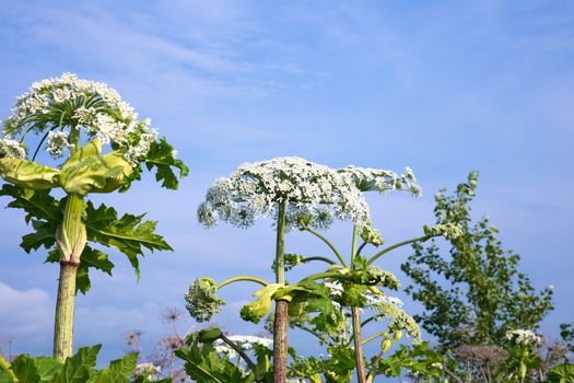 cow parsnip blossoms on blue sky background