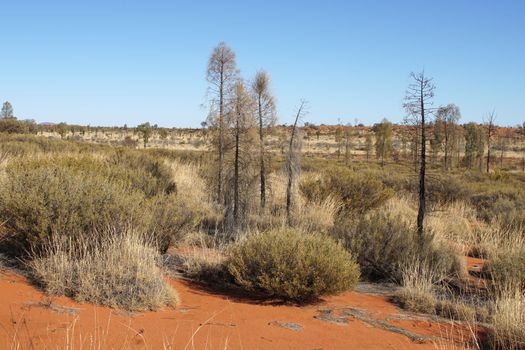 Typical flora of the outback of Australia