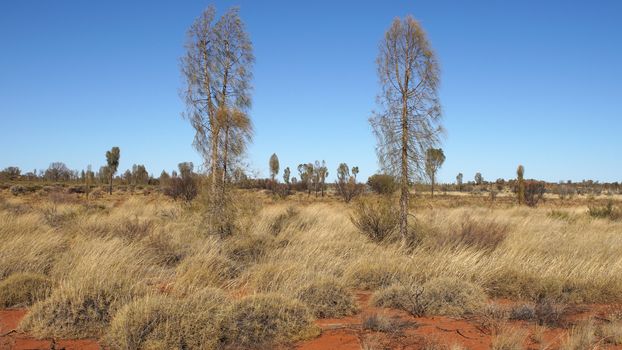 Typical flora of the outback of Australia