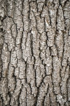 abstract background or texture old gray bark of the tree