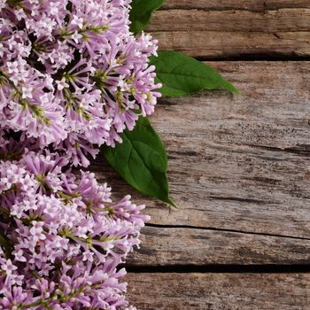 The flower pink lilac a wooden background