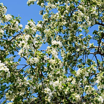 The apple blossoms in spring close up