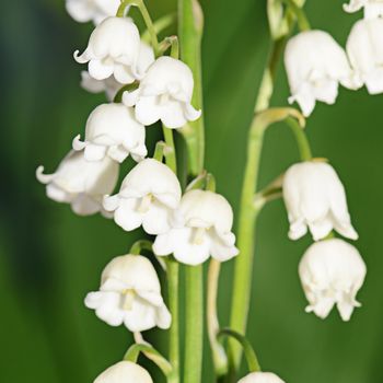 The lily of the Valley - Convallaria Majalis 