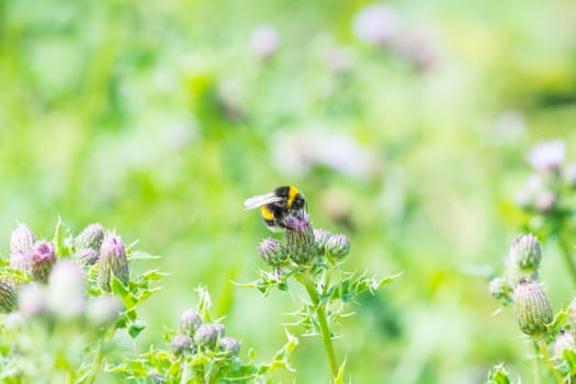 bee on a wild growing thistle flower