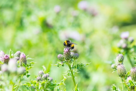 bee on a wild growing thistle flower