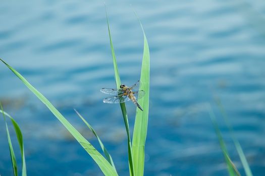 four spotted chaser dragonfly at rest on grass near water