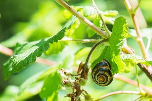 brown lipped banded snail on a leaf