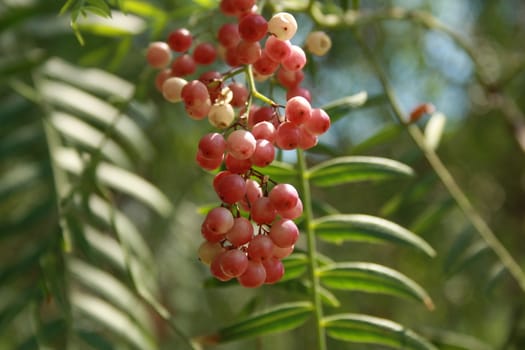 a bunch of berries on a green backdrop in bright sunlight