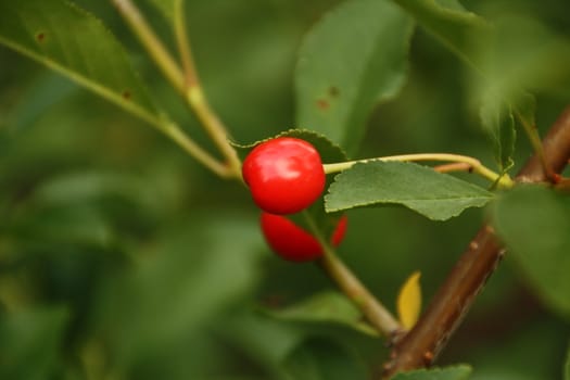 red cherries growing on the tree on natural background in the summer