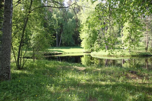 lake and green meadow near the water in sunny day