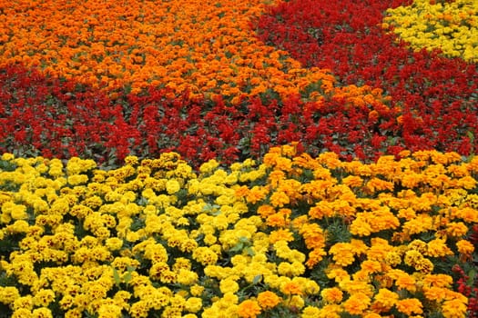 Horizontal bed, a carpet of colors - yellow, orange, red