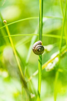 brown garden snail on a blade of grass
