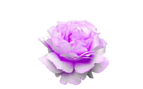 Only Rose purple