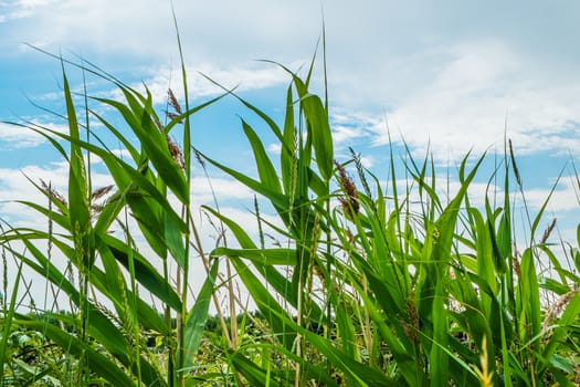 wild growing grass against a blue and cloudy sky