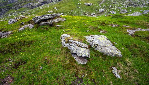 Green grass with yellow flowers between mountain stones