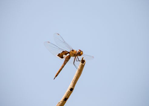 Dragonfly on a brach
