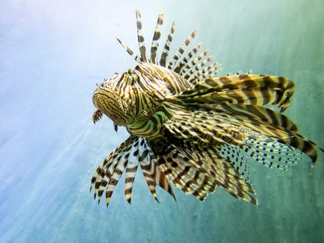 Red lionfish as beautiful as dangerous is