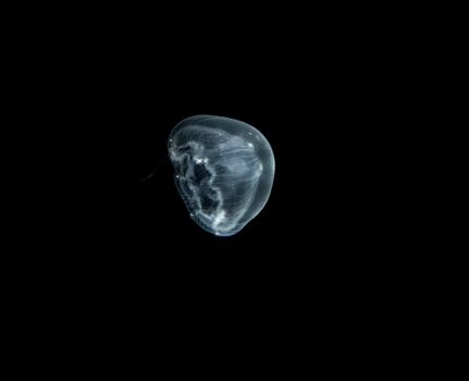 Moon jellyfish in the sea water in the dark